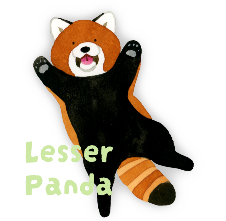 レッサーパンダ